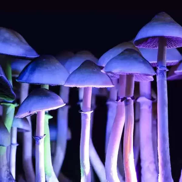 Funghi allucinogeni