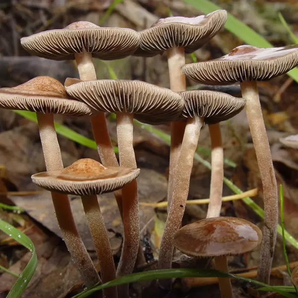 Psilocybe cyanescens 2