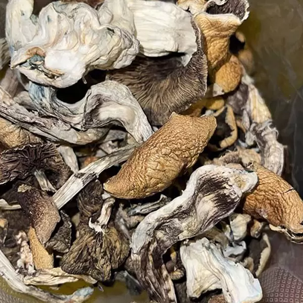 Golden teacher mushrooms