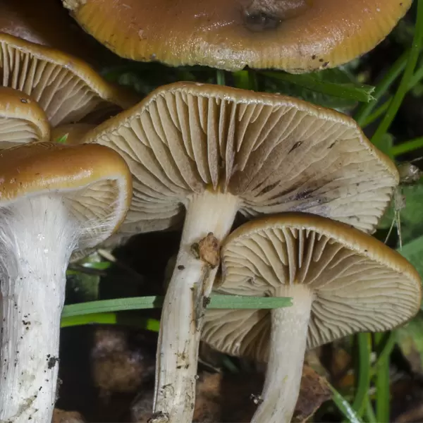 Psilocybe cyanescens