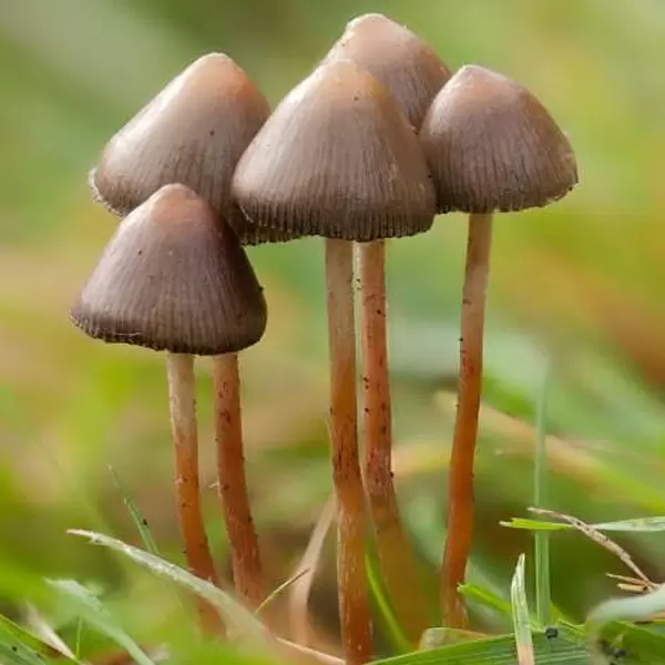 Psilocybe semilanceata