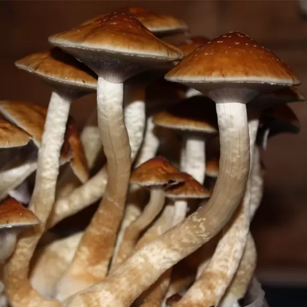 Psilocybe cubensis italia