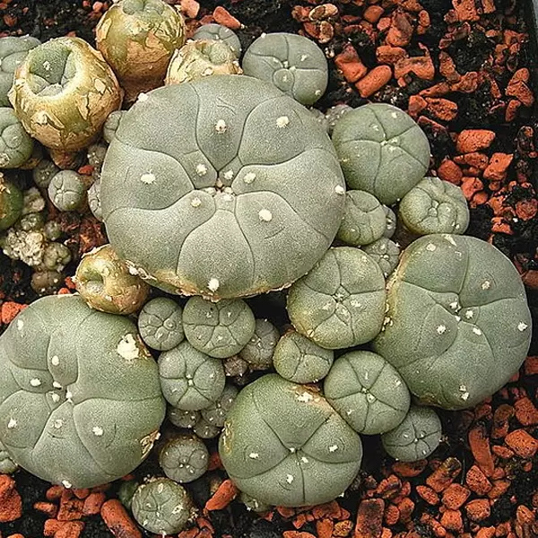 Cactus peyote